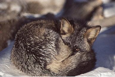 《赛博朋克2077》4K NPC角色包 优化NPC材质